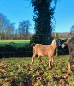 Jonge nubische geit, Dieren en Toebehoren, Schapen, Geiten en Varkens, Vrouwelijk, Geit
