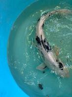 Shiro utsuri 65cm japanse koi vis vissen vijver koikarper, Dieren en Toebehoren, Vissen | Vijvervissen