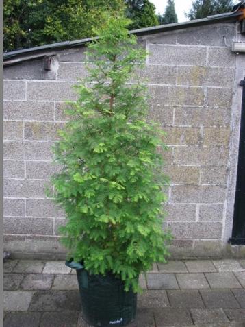 Metasequoia glytostroboides bomen, levend fossiel uit China beschikbaar voor biedingen