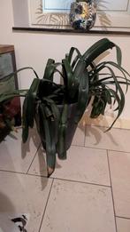 Kamerplant Clivia in pot, Ophalen, In pot, Halfschaduw, Minder dan 100 cm