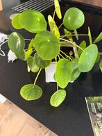 Grote oannenkoekplant zonder pot, Ophalen of Verzenden, Halfschaduw, Minder dan 100 cm