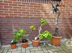 Druiven bonsai, ruim 15 jaar oude stam, verschillende maten, Tuin en Terras, Planten | Fruitbomen, Lente, Volle zon, Ophalen of Verzenden