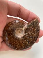 Gepolijste Ammoniet Fossiel, Verzamelen, Mineralen en Fossielen, Ophalen of Verzenden, Fossiel