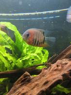 Heros Rotkeil Gratis..., Dieren en Toebehoren, Vissen | Aquariumvissen