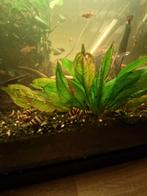 Slak etende slakken Anatome Helena. Ruilen tegen garnalen?, Dieren en Toebehoren, Ophalen, Nieuw, Overige typen