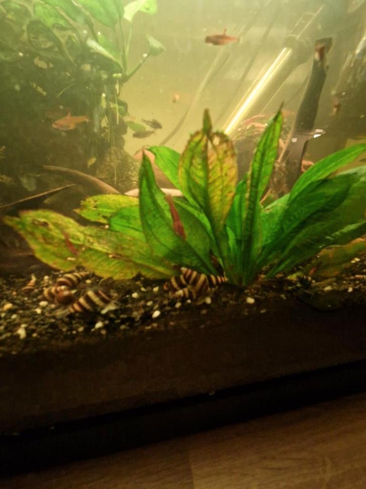 Slak etende slakken Anatome Helena. Ruilen tegen garnalen?, Dieren en Toebehoren, Vissen | Aquaria en Toebehoren, Nieuw, Overige typen