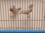 Koppel T.T. Kwaliteit Pastel Bleekrug Grijze Zebravinken, Dieren en Toebehoren, Vogels | Overige Vogels, Meerdere dieren, Tropenvogel