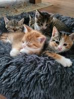 Super mooi gekleurd nestje kittens, Dieren en Toebehoren, Katten en Kittens | Overige Katten, Meerdere dieren