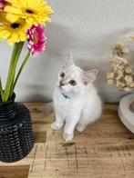 Ragdoll kitten laatste katertje, Kater, Gechipt, 0 tot 2 jaar
