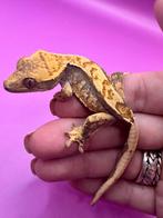 Wimpergekko baby unsexed, Dieren en Toebehoren, Reptielen en Amfibieën, Hagedis, Tam, 0 tot 2 jaar