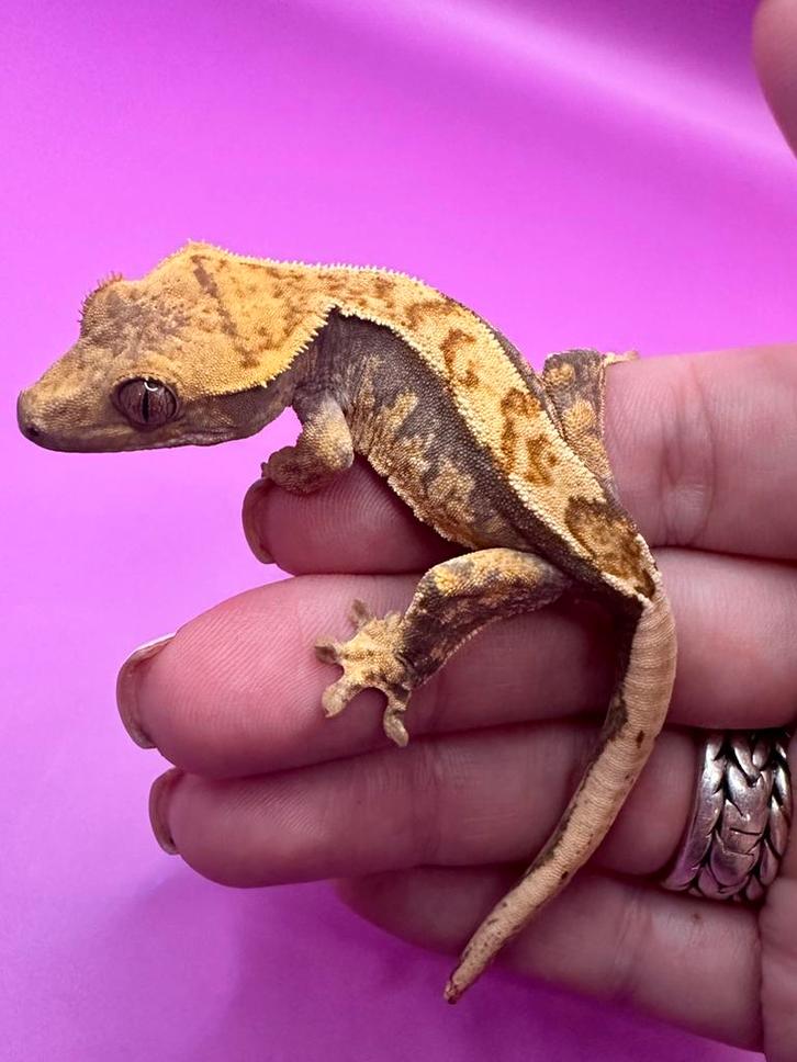 Wimpergekko baby unsexed, Dieren en Toebehoren, Reptielen en Amfibieën, Hagedis, 0 tot 2 jaar, Tam
