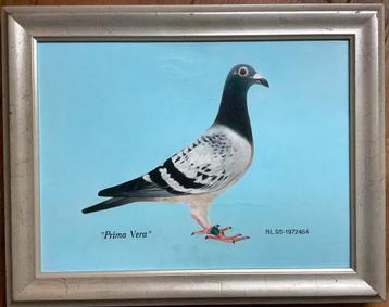 Duif, duivensport, duivenrennen, Prima Vera, ras, fok, vogel beschikbaar voor biedingen