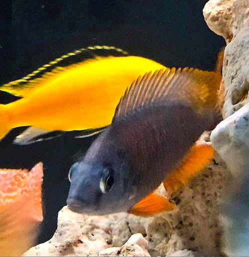 Red Kadango malawi cichlide te koop, Dieren en Toebehoren, Vissen | Aquariumvissen, Vis