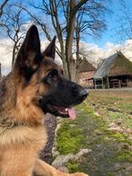Prachtige Duitse Herder Teef uit Keurfok HD/ED vrij, Rabiës (hondsdolheid), 1 tot 2 jaar, Teef, Meerdere