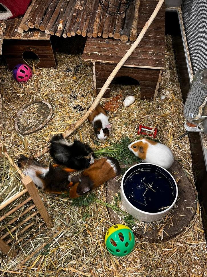 Jonge tamme cavia’s beschikbaar, Dieren en Toebehoren, Knaagdieren, Mannelijk, Cavia, Juli, Tam