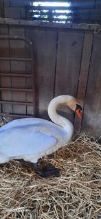 Witte zwaan, Dieren en Toebehoren, Pluimvee, Meerdere dieren, Kip
