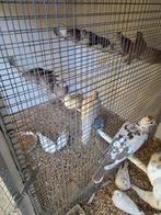 Lachduiven, Dieren en Toebehoren, Meerdere dieren, Overige soorten