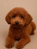 GEZOCHT! Hondenoppas pup, Poedel, Reu, 8 tot 15 weken, Rabiës (hondsdolheid)