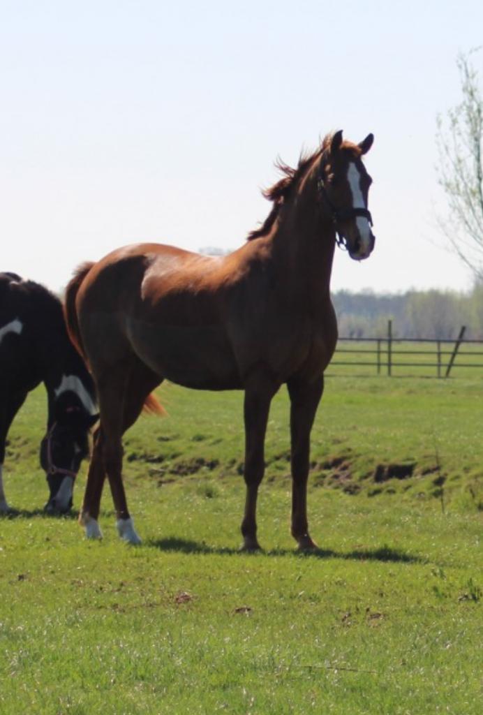 Bijrijder/verzorger gezocht, Dieren en Toebehoren, Paarden en Pony's | Verzorgingsproducten, Ophalen of Verzenden