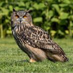 Europese oehoe (Bubu bubo) tarcel, Dieren en Toebehoren, Vogels | Overige Vogels, Mannelijk, Wildzangvogel