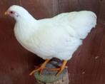 2 lieve wyandotte kriel hennen, Vrouwelijk, Kip