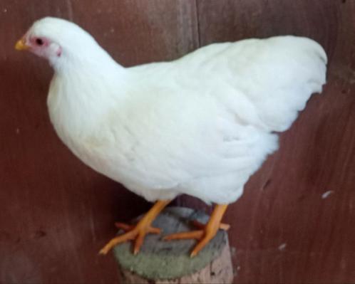 2 lieve wyandotte kriel hennen, Dieren en Toebehoren, Pluimvee, Kip, Vrouwelijk