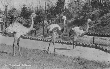 (388-323-003) Alphen aan den Rijn Avifauna beschikbaar voor biedingen
