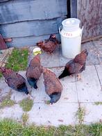 Broedeieren van de Barneveldse kippen dubbel gezoomd, Geslacht onbekend, Kip