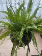 Mooie Varen Plant in Pot, Huis en Inrichting, Kamerplanten, Ophalen of Verzenden
