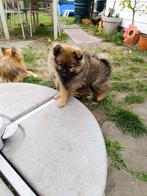 Dwergkeeshond pups zoeken een gouden mandje, Dieren en Toebehoren, Honden | Poolhonden, Keeshonden en Oertypen, België, Particulier