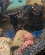 Blauwe kreeft, Dieren en Toebehoren, Kreeft, Krab of Garnaal, Zoetwatervis