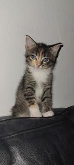 Lieve 3 jarige poes, Dieren en Toebehoren, Katten en Kittens | Overige Katten, Poes