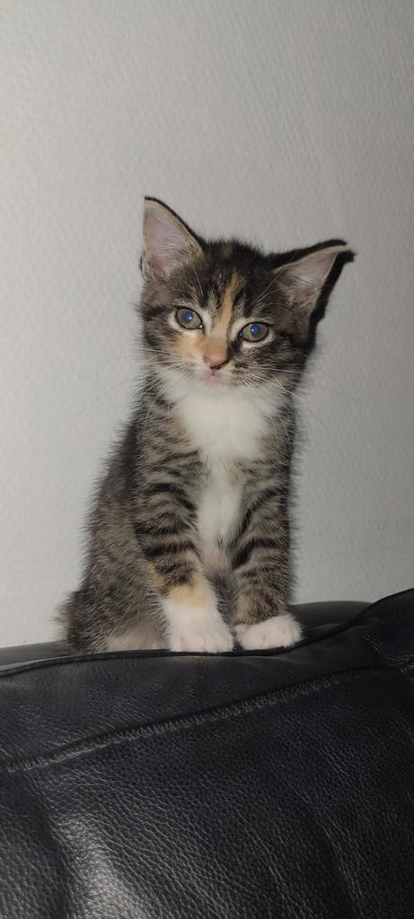 Lieve 3 jarige poes, Dieren en Toebehoren, Katten en Kittens | Overige Katten, Poes