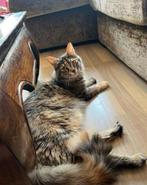 Poes, Poes, Ontwormd