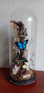 Stolp met diverse vlinders, Ophalen, Gebruikt, Overige soorten, Opgezet dier