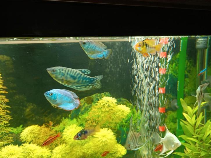 Vissen bestand in 1 koop., Dieren en Toebehoren, Vissen | Aquariumvissen, Vis