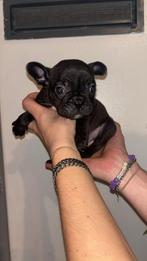 Lieve Franse bulldog pups, Rabiës (hondsdolheid), Reu, 8 tot 15 weken, Bulldog