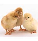 Haan kuikens bruine legkip, Dieren en Toebehoren, Pluimvee, Geslacht onbekend, Kip