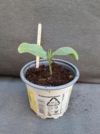 biologisch butternut pompoen flespompoen, Ophalen, Volle zon, Groenteplanten, Eenjarig