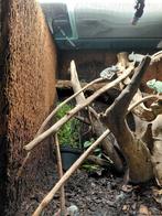 varen wortel plaat, Overige typen, Nieuw, Ophalen of Verzenden, Nvy