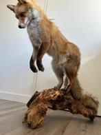 te koop opgezette vos, Verzamelen, Dierenverzamelingen, Ophalen, Zo goed als nieuw, Wild dier, Opgezet dier