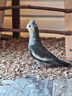 Te koop jonge valkparkieten., Dieren en Toebehoren, Vogels | Parkieten en Papegaaien