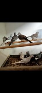 10 diamant duifjes div kleuren, Dieren en Toebehoren, Vogels | Duiven, Meerdere dieren, Overige soorten