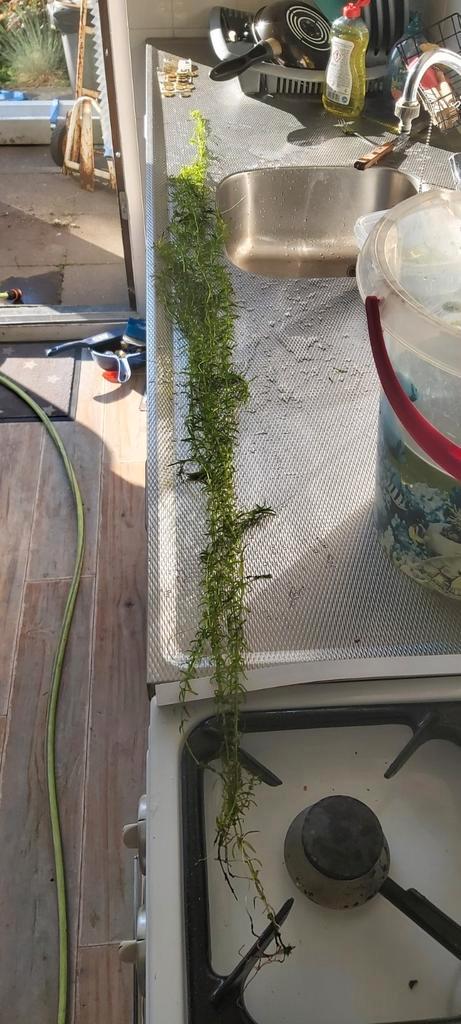 3 soorten aquariumplanten, Dieren en Toebehoren, Vissen | Aquaria en Toebehoren, Zo goed als nieuw, Plant(en), Steen of Hout, Ophalen