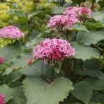 Pindakaasboom, Tuin en Terras, Planten | Tuinplanten, Herfst, Ophalen of Verzenden