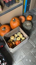 Pompoenen, Tuin en Terras, Ophalen, Overige soorten, Volle zon