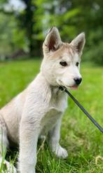 Huskita pups aangeboden. Mogen het nest verlaten., Dieren en Toebehoren, Honden | Poolhonden, Keeshonden en Oertypen, CDV (hondenziekte)