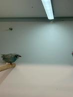 koppel blauwfazantjes zilver, Dieren en Toebehoren, Vogels | Overige Vogels, Meerdere dieren, Geringd