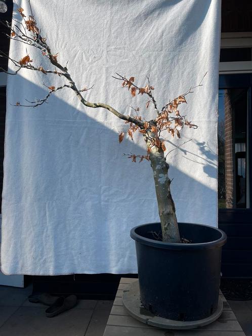Pre-Bonsai Beuk – 2 jaar in pot, Tuin en Terras, Planten | Bomen, Overige soorten, Minder dan 100 cm, In pot, Ophalen