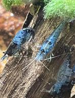 Black-Blue Carbon Rilli garnalen uit import Thailland, Dieren en Toebehoren, Vissen | Aquariumvissen, Kreeft, Krab of Garnaal